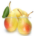 hebei ya pear